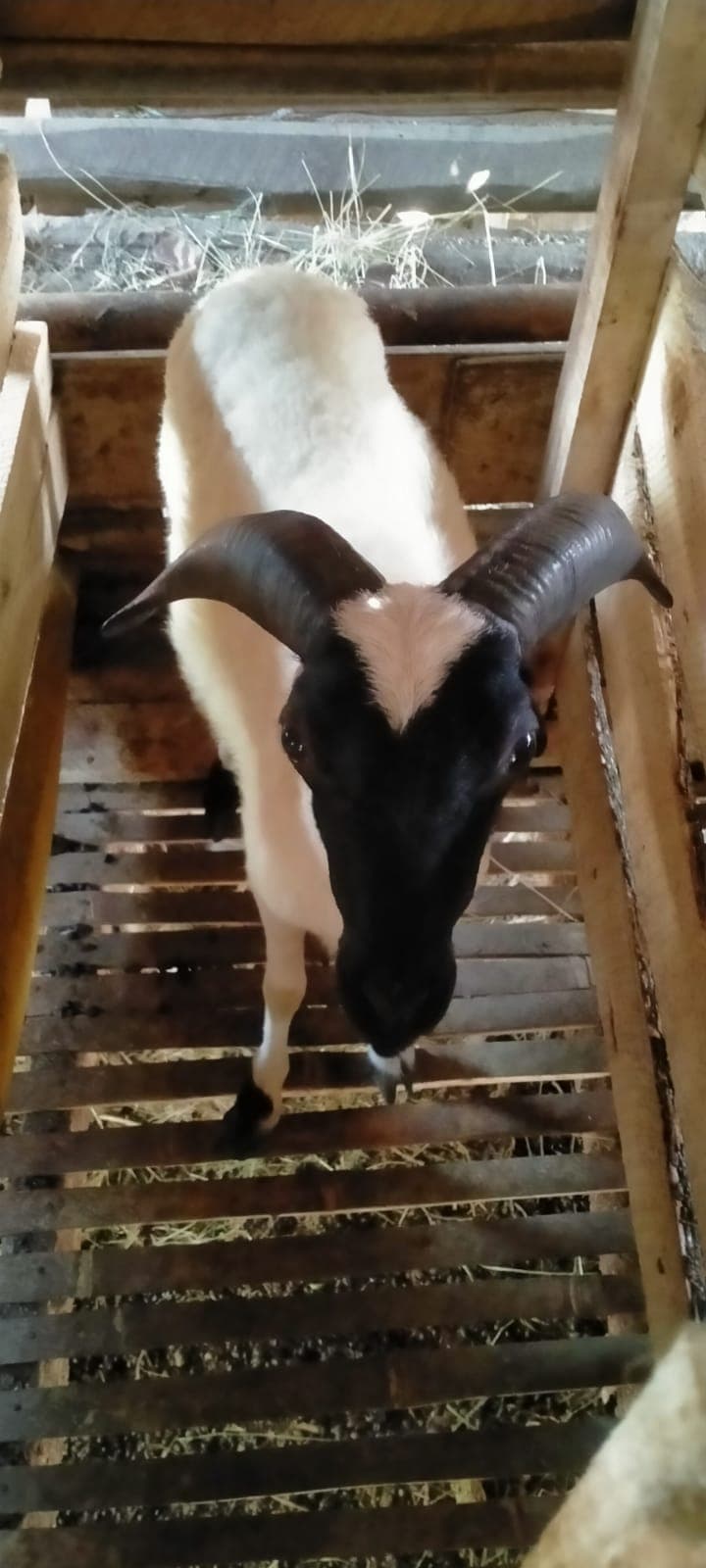 Domba