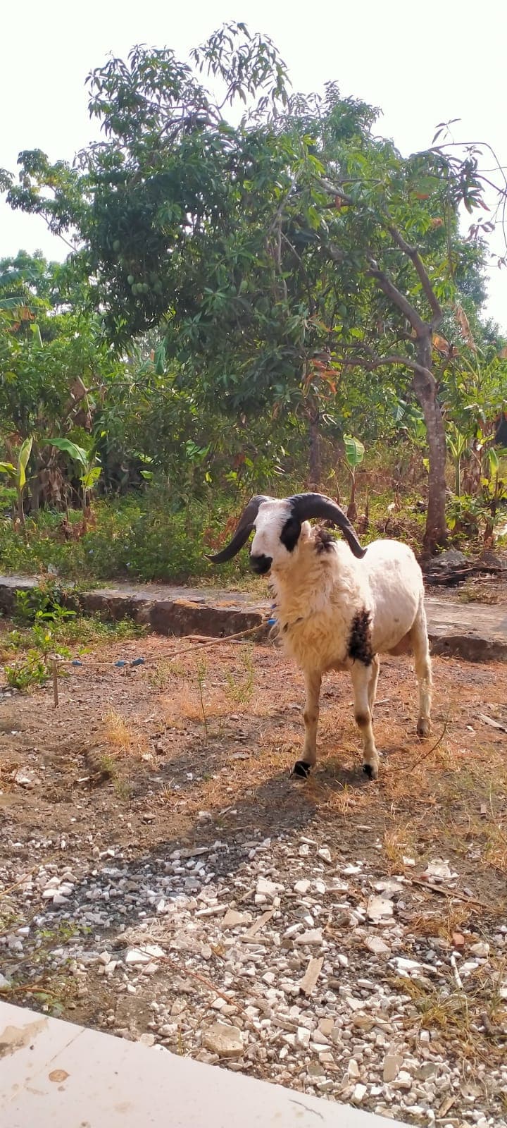 Domba