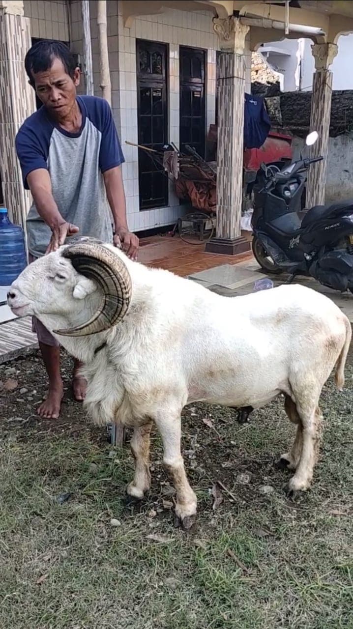 Domba