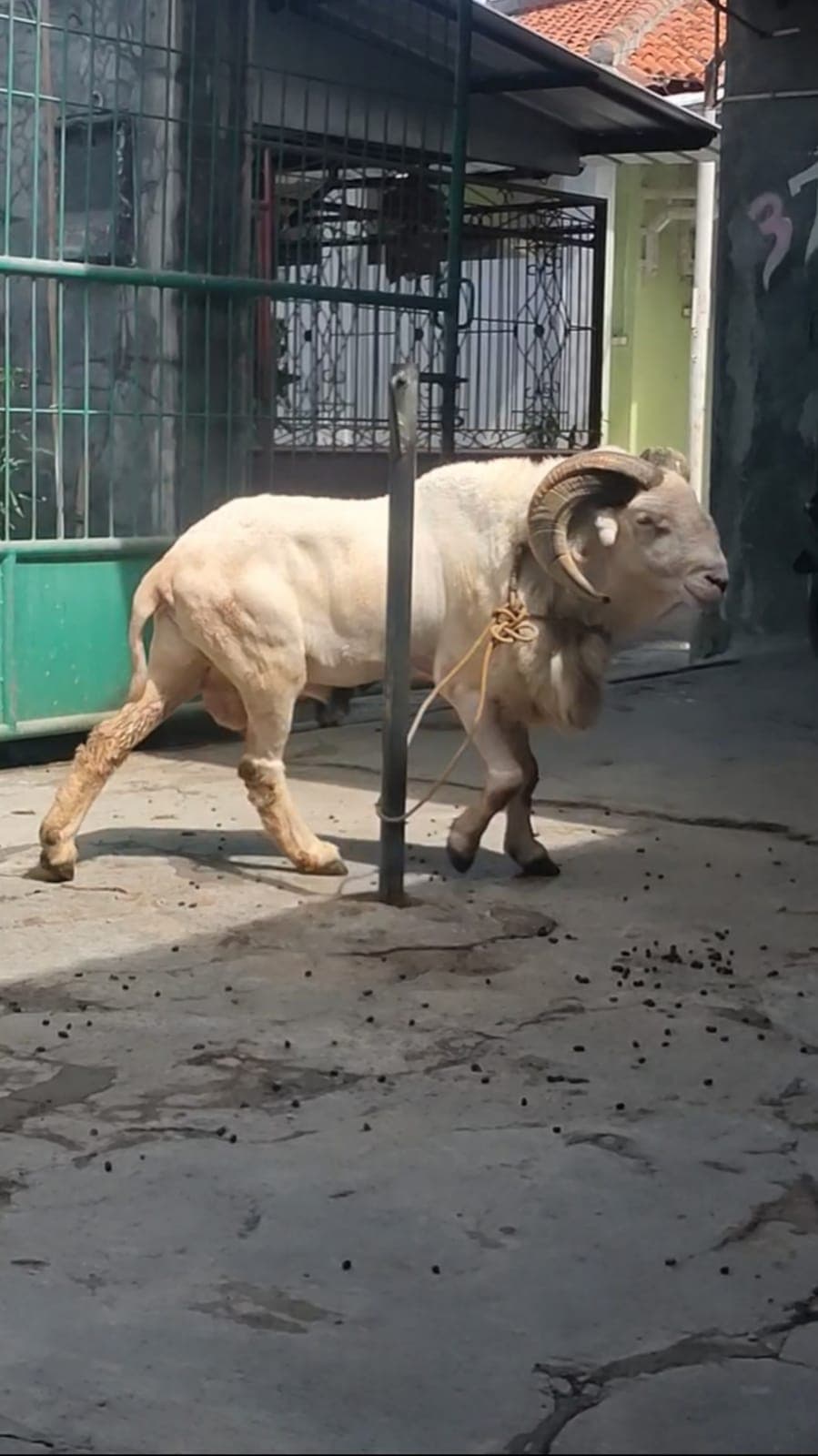 Domba